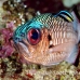 soldierfish_shadowfin_db_h_0705_png2129.jpg